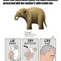 contexto:lyuba es una cria de mamut que murio conjelada es  la mejor momia de mamut conservada incluso se a encontrado leche materna en su estomago