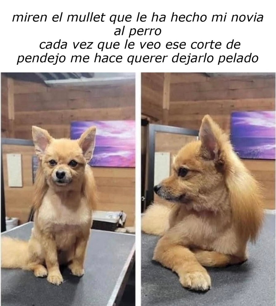 perro con mullet no aprobado - meme