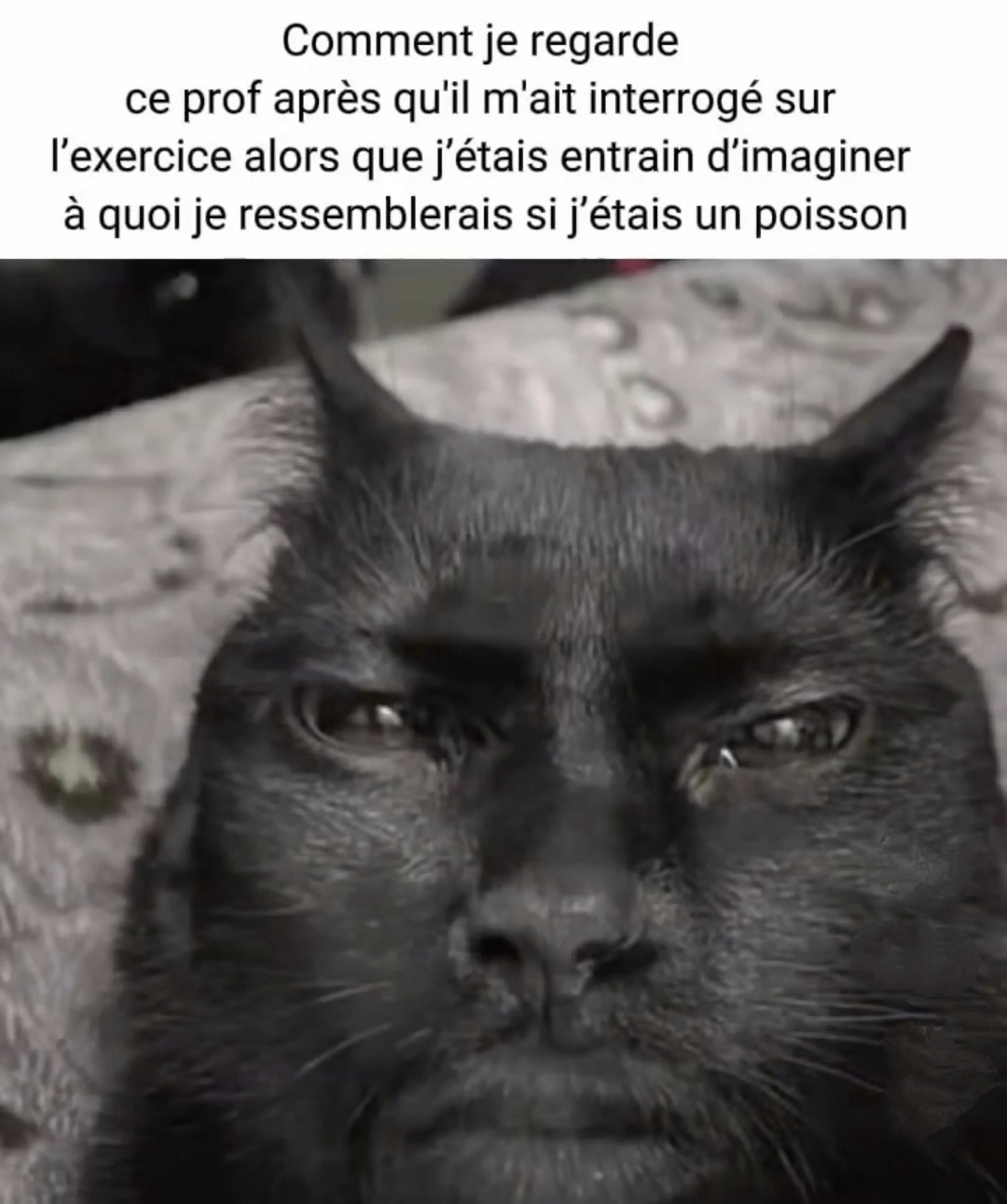 Poisson dans ma tête - meme