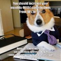 tax advisor dog
