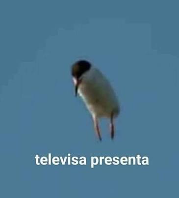 Televisa presenta - meme