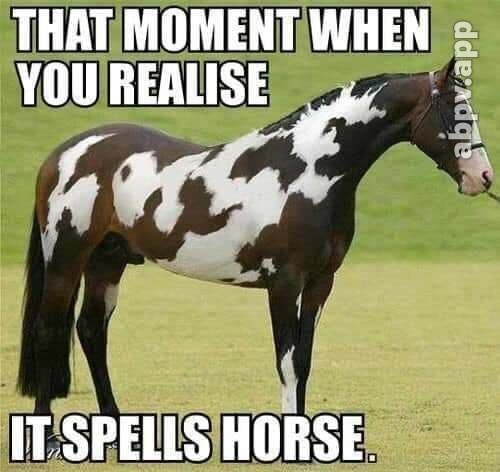 a horse is a horse of course!! - meme