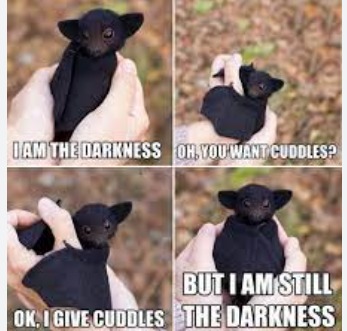Cute bat - meme