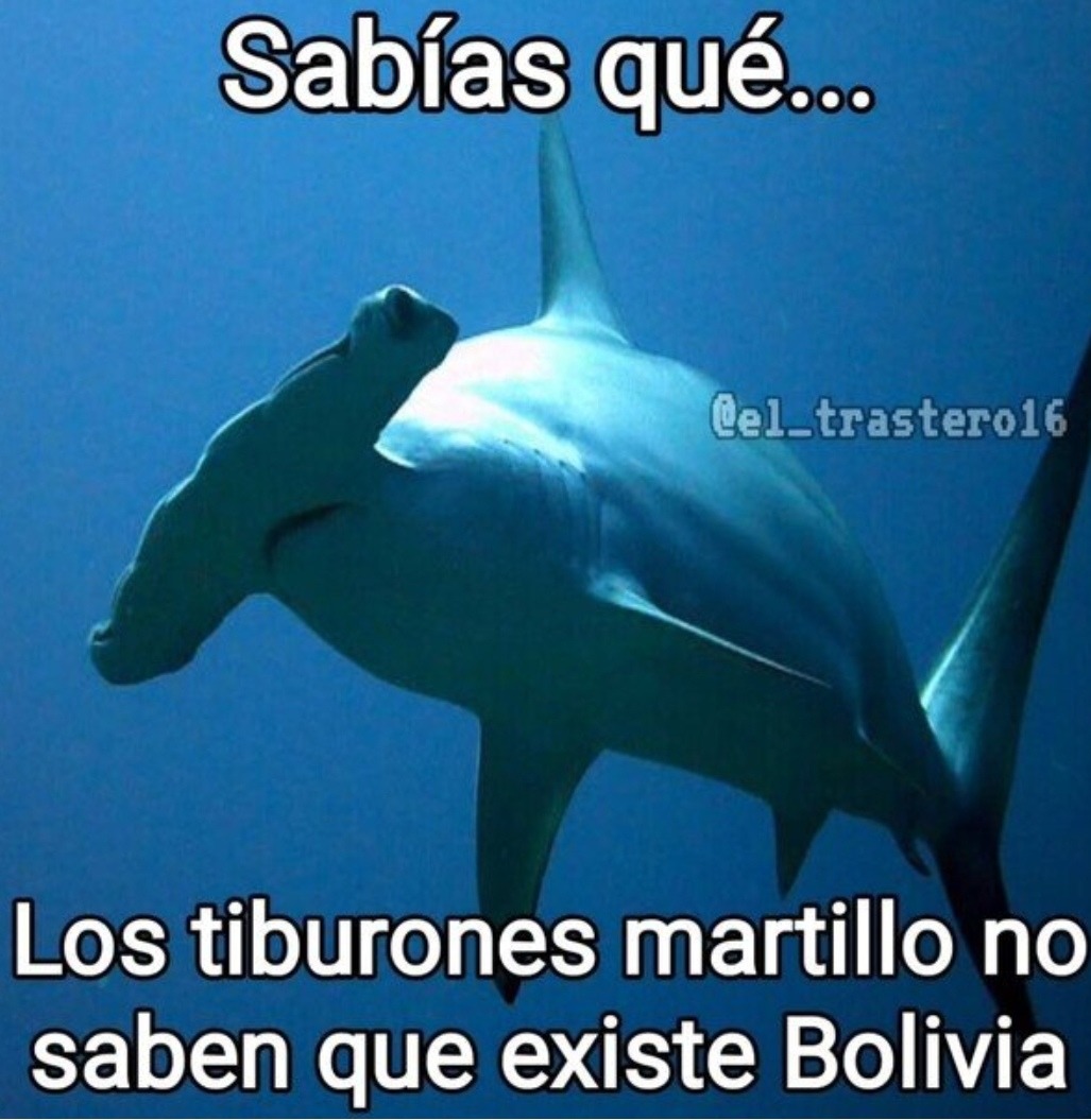 Los tiburones martillo no saben que Bolivia existe. Y no los culpo - meme