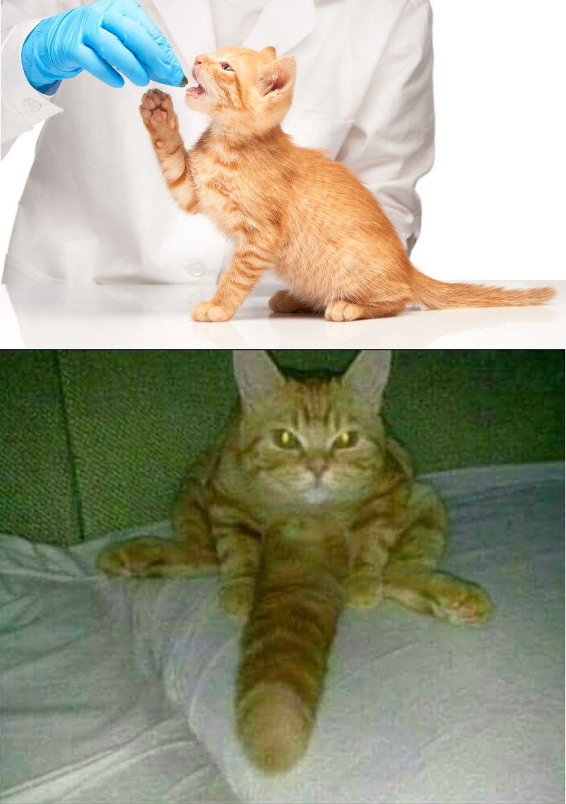 cursed cat usó v*agra - meme