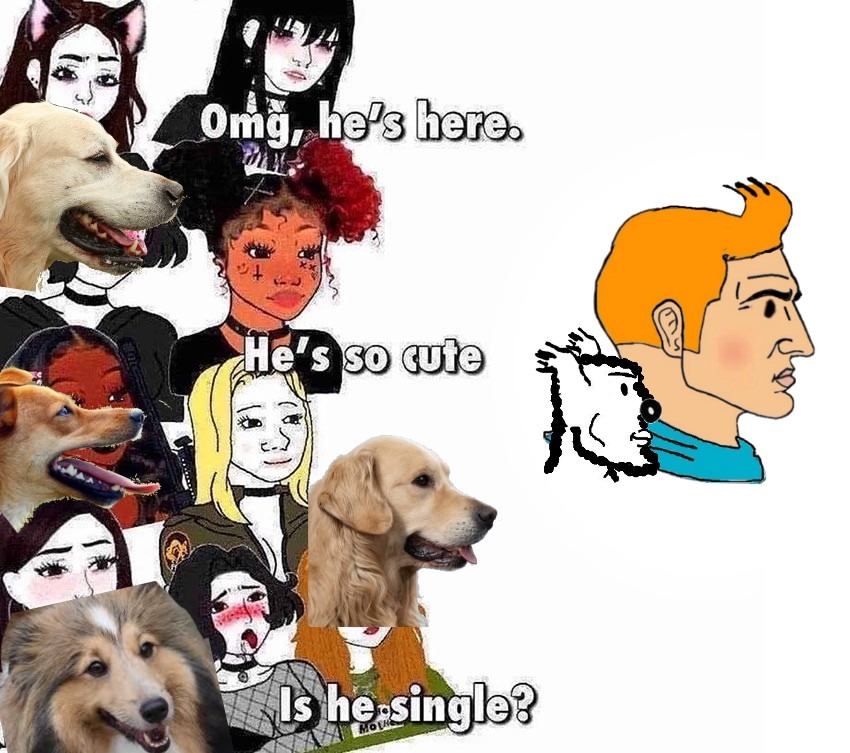 Si j'ai fait ce meme c'est uniquemznt pour vous montrer et me vanter de mon chad tintin ( il est beau hein ? ) et aussi joli seins ( t'as compris ?)
