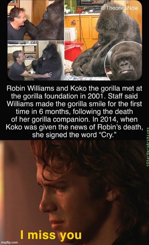 Robin Williams and Koko the gorilla - meme