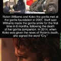Robin Williams and Koko the gorilla