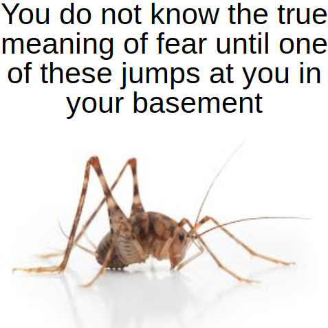 Spider crickets are terrifying - meme