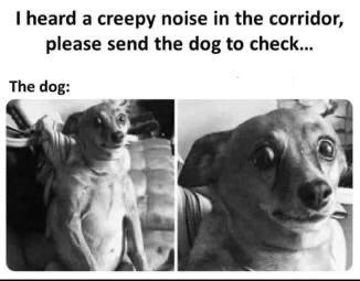 I didn't hear anything! -Doggo - meme