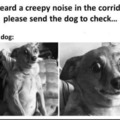 I didn't hear anything! -Doggo