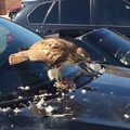 Nothing like finding a hawk tearing apart a pigeon on your windshield
