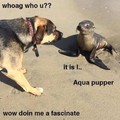 Aqua Pupper