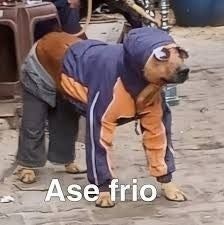 shitpost de perro ase frío - meme