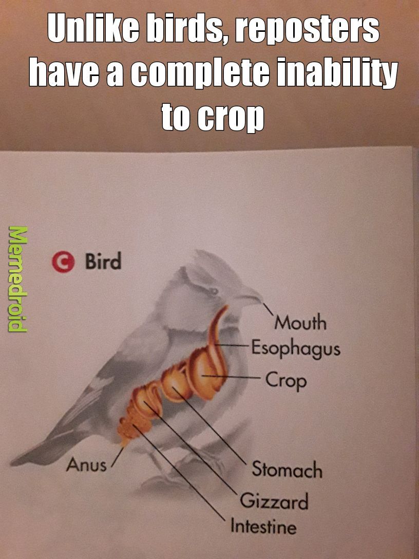 People who repost are birdbrains - meme