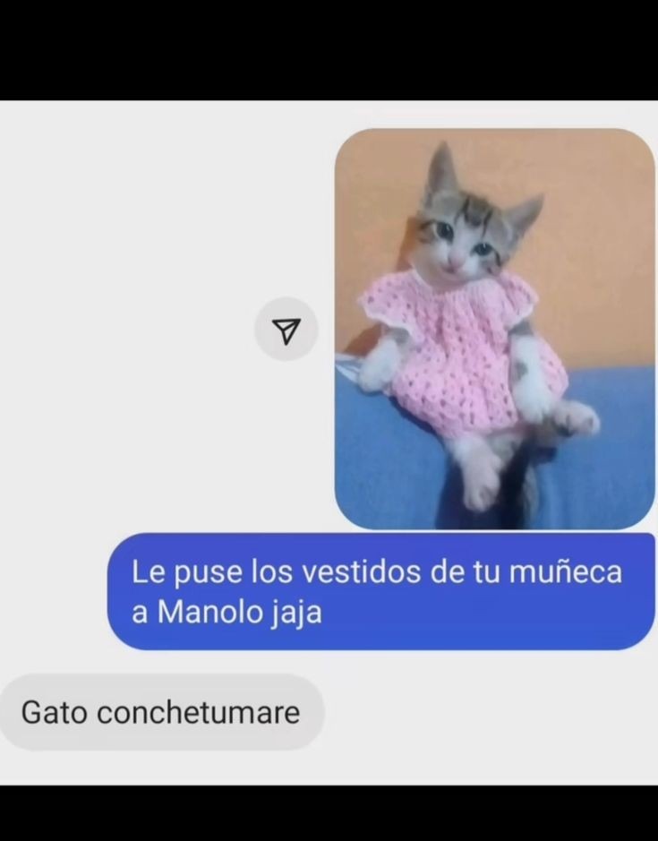 gato gay (gato erso) - meme