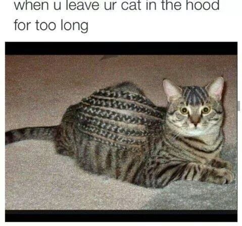 hood cat - meme