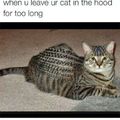 hood cat