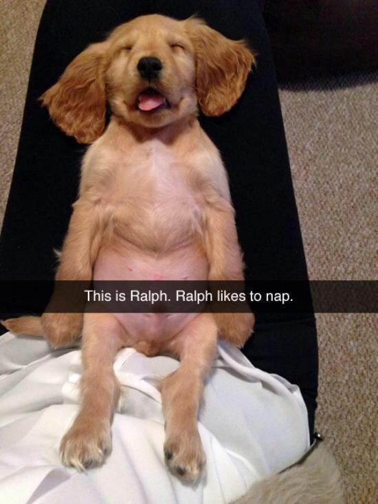 Ralph is a good boy - meme