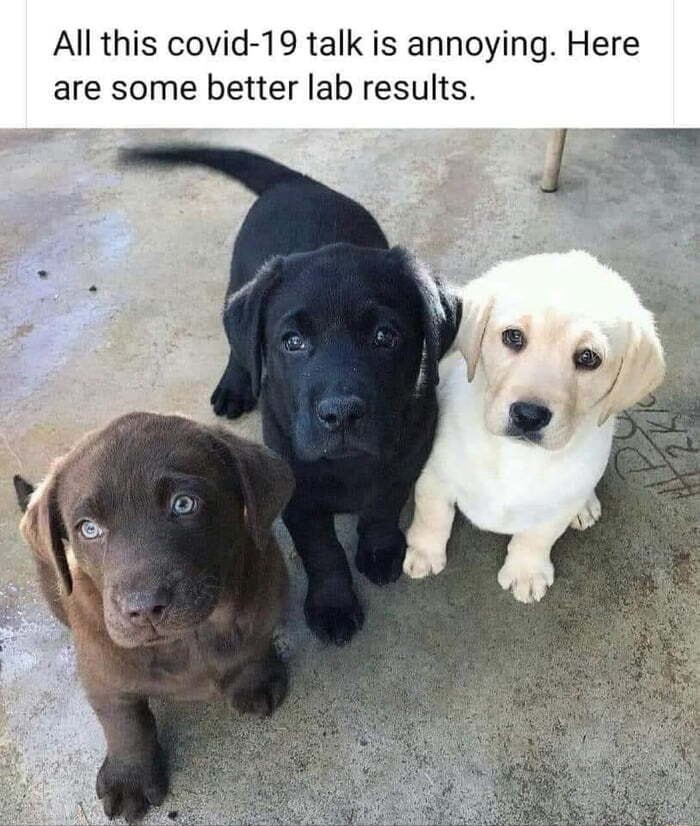 Positive lab test - meme