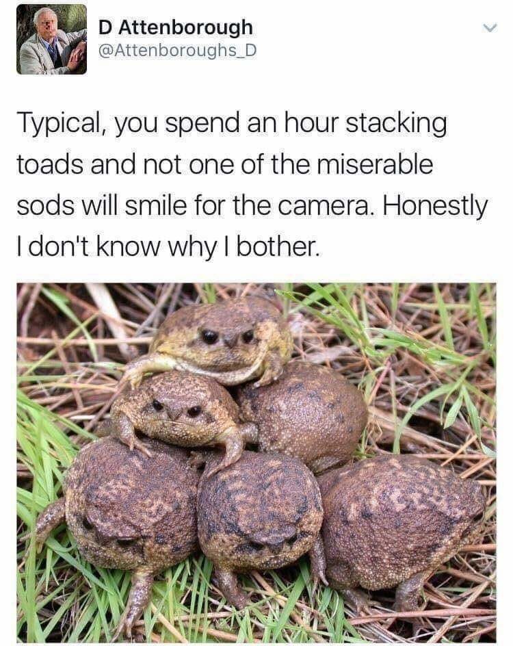 Ungrateful toad - meme