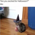 Cat Halloween meme