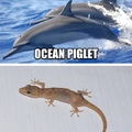 Ocean piglet