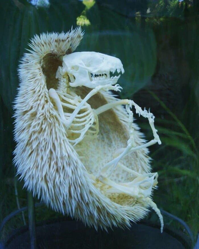 Hedgehog Skeleton - meme