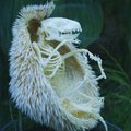 Hedgehog Skeleton