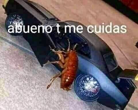 Cucarachon - meme