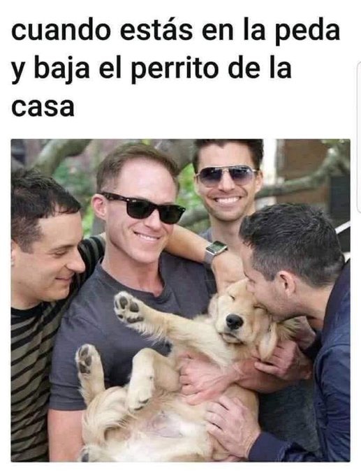 todos aman al perrito - meme