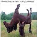 My horse is held