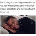 Dogs sneeze when playing to let us know that they don't want to hurt us