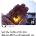 fireflies dumbass