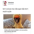 Imagina como descobriram isso -A vamo colocar essa fantasia de pato pra ver se ela se acalma