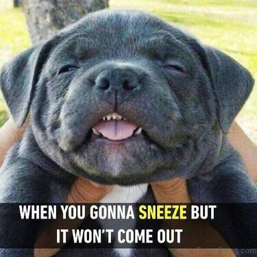 Sneeze - meme