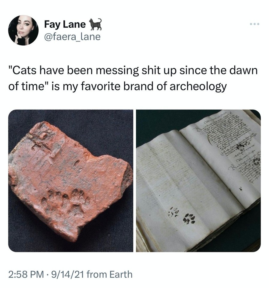 It s the stamp of approval from the cat gods Meme by FarAway90