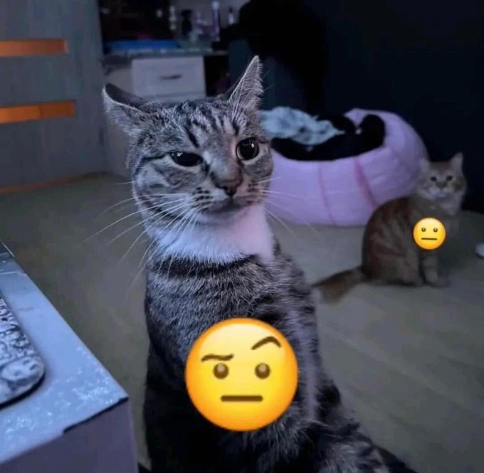 gato para plantilla - meme