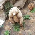 Urso Bombado foda-se kkkk