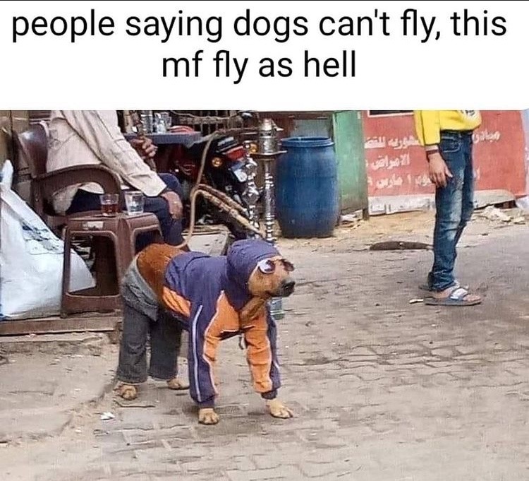 flying dog - meme
