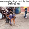 flying dog
