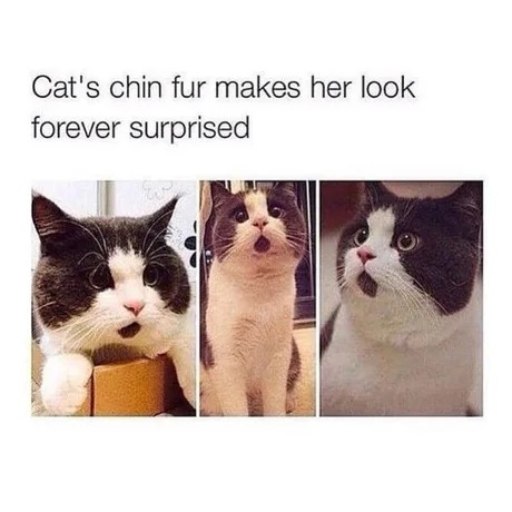 Cat's chin fur makes her look forever surprised - meme