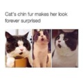Cat's chin fur makes her look forever surprised
