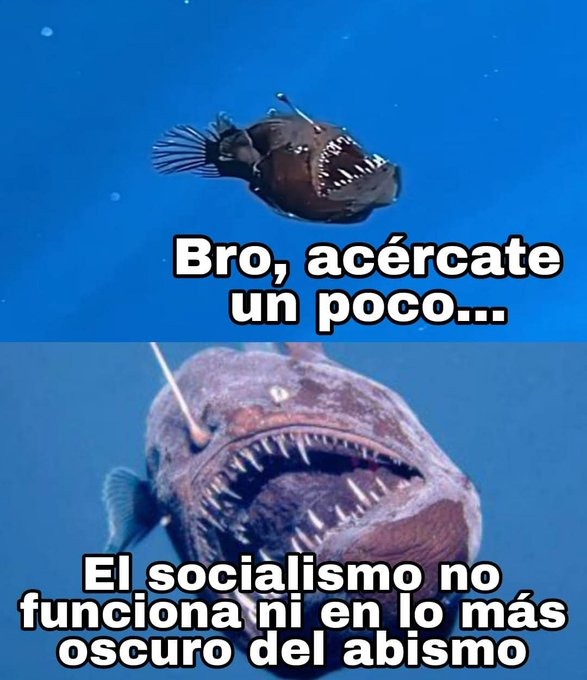 Hasta el pez diablo lo tiene claro - meme