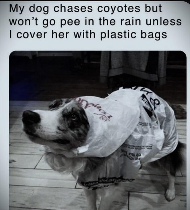 Chases coyotes but won't pee in the rain unless bagged up - meme