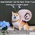 Wholesome doge