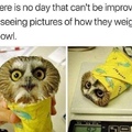 wholesomely cute owl