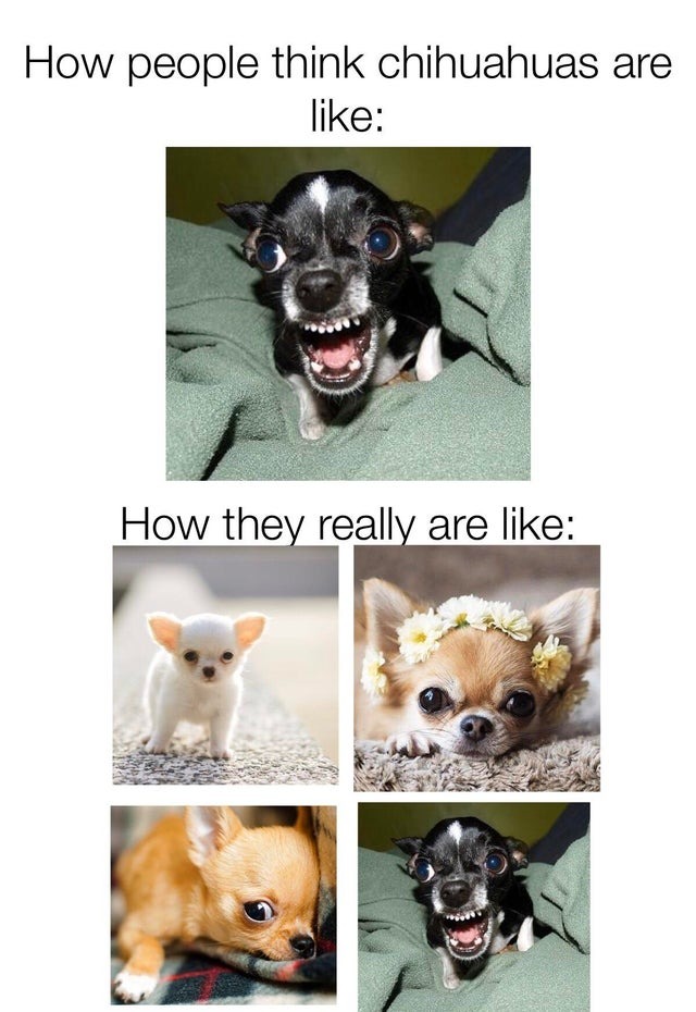 How chihuahuas really are - meme
