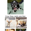 How chihuahuas really are