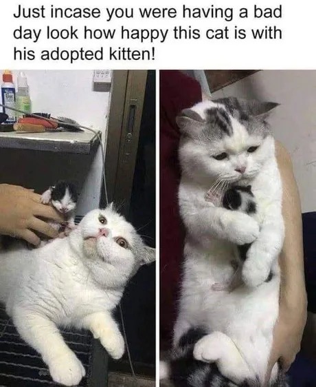 Cat adopted a kitten - meme